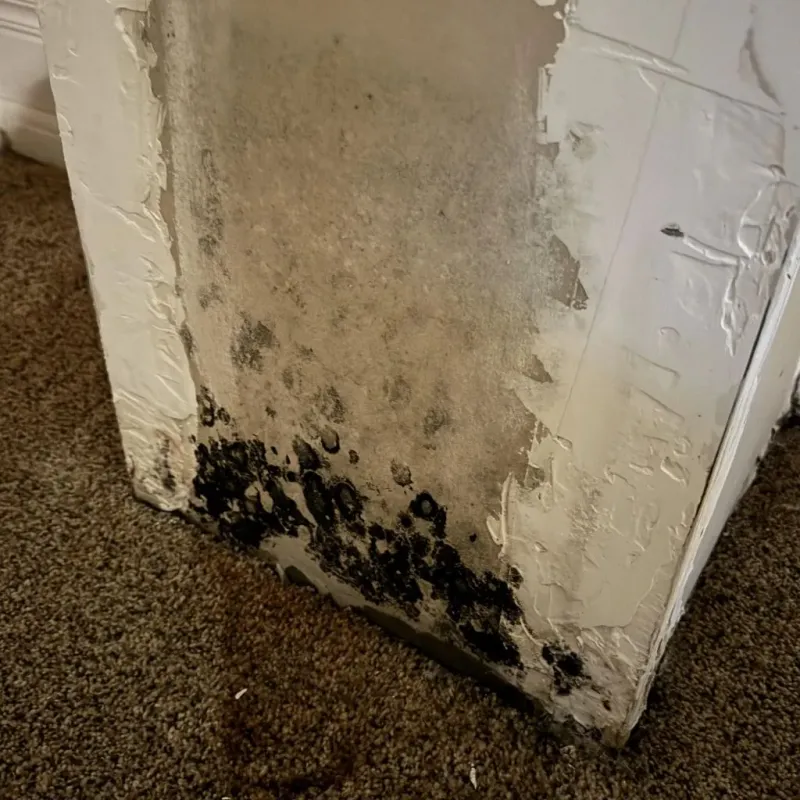 Professional Mold Removal in Canton, MO
